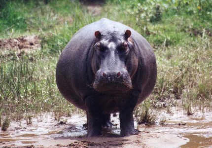 Hippo Proof Flap Valves for Rwanda